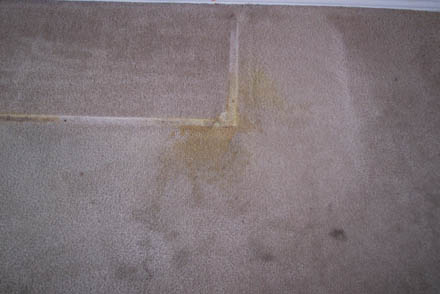 carpet clean 1