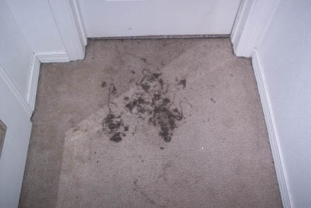 carpet clean 3