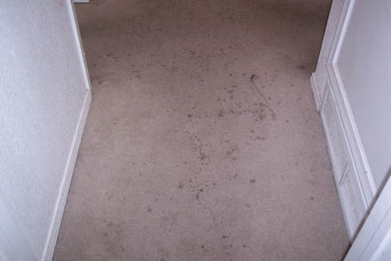 carpet clean 7