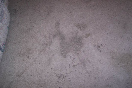 carpet clean 10