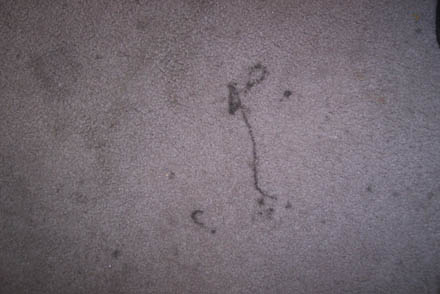 carpet clean 11