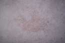 carpet cleaning 5