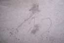 carpet cleaning 9