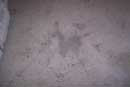 carpet cleaning 10