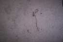 carpet cleaning 11